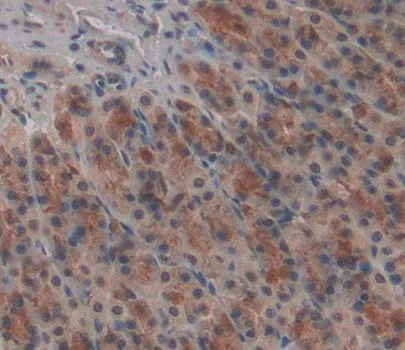 Immunohistochemistry (Formalin/PFA-fixed paraffin-embedded sections) - Anti-FARS2 antibody (AB231190)