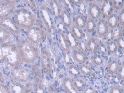 Immunohistochemistry (Formalin/PFA-fixed paraffin-embedded sections) - Anti-FARS2 antibody (AB231190)