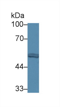 Western blot - Anti-FARS2 antibody (AB231190), expandable thumbnail