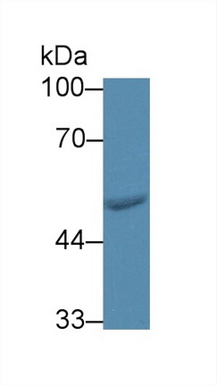 Western blot - Anti-FARS2 antibody (AB231190), expandable thumbnail