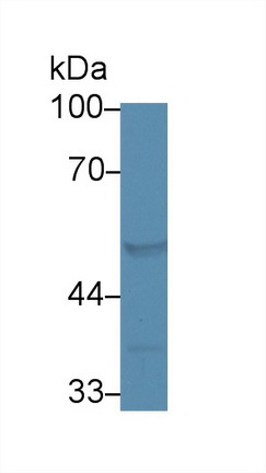 Western blot - Anti-FARS2 antibody (AB231190), expandable thumbnail