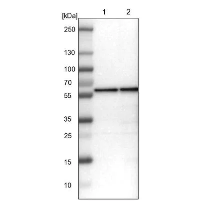 Western blot - Anti-FARSLA antibody (AB224049)