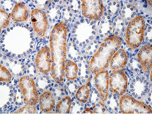 Immunohistochemistry (Formalin/PFA-fixed paraffin-embedded sections) - Anti-FARSLB antibody (AB177202), expandable thumbnail