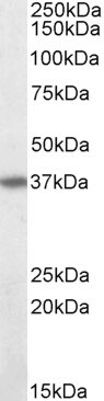 Western blot - Anti-Fas antibody (AB110021), expandable thumbnail