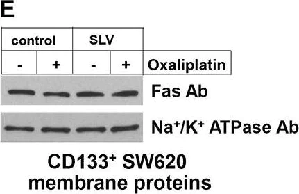 Western blot - Anti-Fas antibody (AB110021)