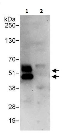 Immunoprecipitation - Anti-Fas antibody (AB245450)