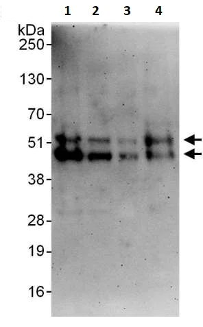 Western blot - Anti-Fas antibody (AB245450)