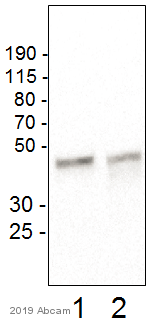 Western blot - Anti-Fas antibody (AB82419)
