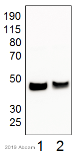 Western blot - Anti-Fas antibody (AB82419)
