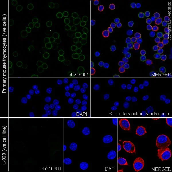 Immunocytochemistry/ Immunofluorescence - Anti-Fas antibody [EPR21088] (AB216991)