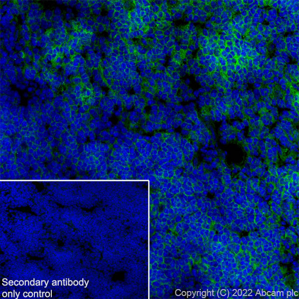 Immunohistochemistry (Frozen sections) - Anti-Fas antibody [EPR24898-74] (AB271016), expandable thumbnail