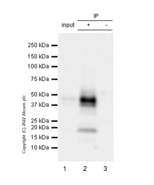 Immunoprecipitation - Anti-Fas antibody [EPR24898-74] (AB271016), expandable thumbnail