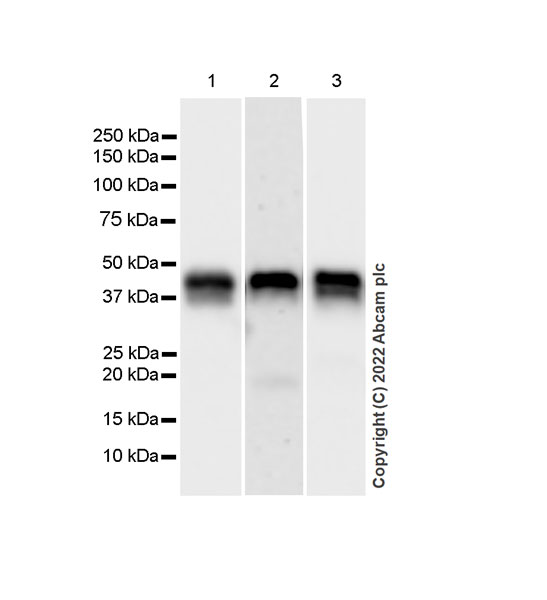 Western blot - Anti-Fas antibody [EPR24898-74] (ab271016), expandable thumbnail