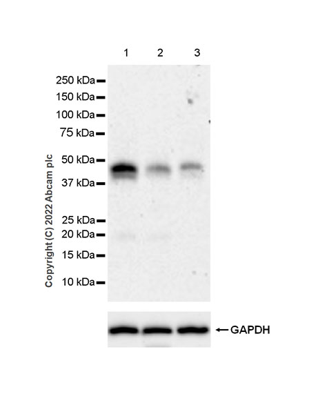 Western blot - Anti-Fas antibody [EPR24898-74] (AB271016), expandable thumbnail