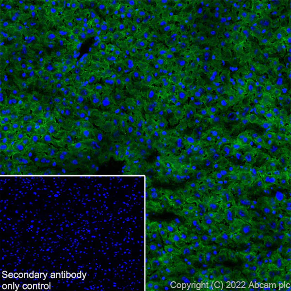 Immunohistochemistry (Frozen sections) - Anti-Fas antibody [EPR24898-74] - BSA and Azide free (AB289892)