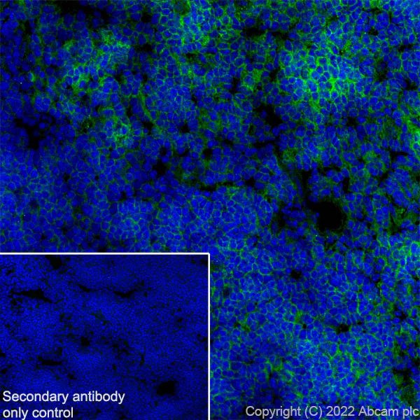 Immunohistochemistry (Frozen sections) - Anti-Fas antibody [EPR24898-74] - BSA and Azide free (AB289892)