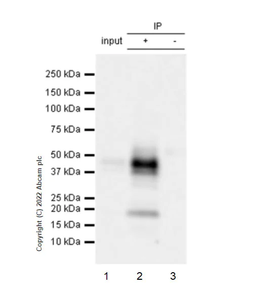 Immunoprecipitation - Anti-Fas antibody [EPR24898-74] - BSA and Azide free (AB289892)