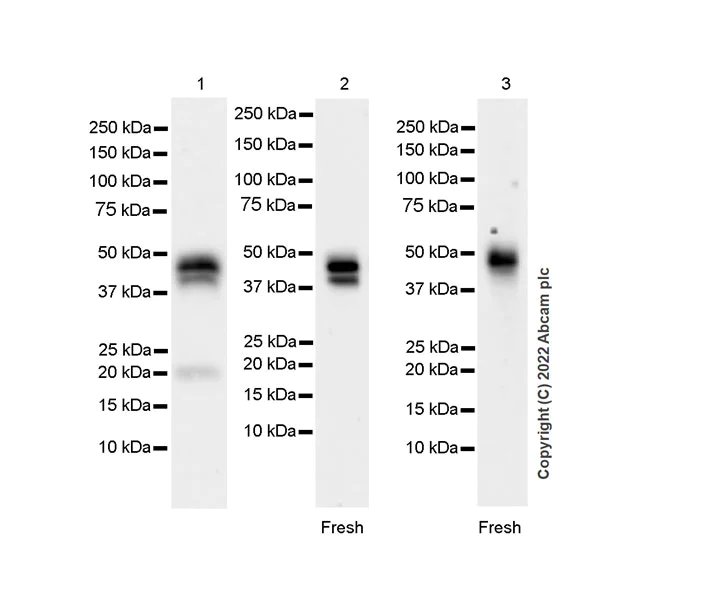 Western blot - Anti-Fas antibody [EPR24898-74] - BSA and Azide free (AB289892)