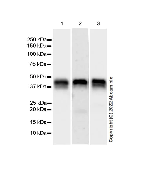 Western blot - Anti-Fas antibody [EPR24898-74] - BSA and Azide free (AB289892)