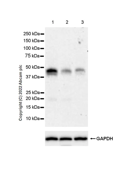 Western blot - Anti-Fas antibody [EPR24898-74] - BSA and Azide free (AB289892)