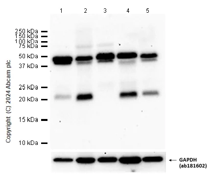 Western blot - Anti-Fas antibody [EPR24898-74] - BSA and Azide free (AB289892)