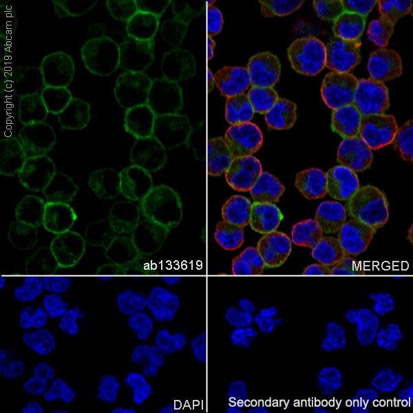 Immunocytochemistry/ Immunofluorescence - Anti-Fas antibody [EPR5700] (AB133619)