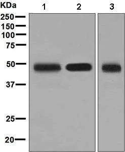 Western blot - Anti-Fas antibody [EPR5700] (AB133619)
