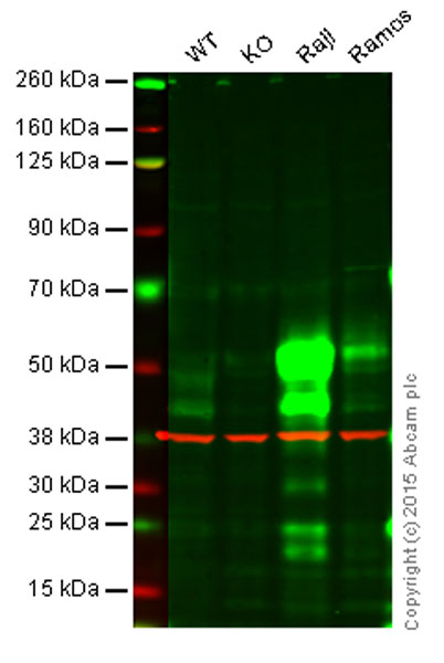 Western blot - Anti-Fas antibody [EPR5700] (AB133619)