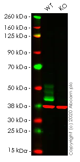 Western blot - Anti-Fas antibody [EPR5700] (AB133619)
