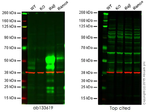 Western blot - Anti-Fas antibody [EPR5700] (AB133619)