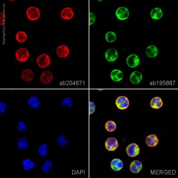 Immunocytochemistry/ Immunofluorescence - Anti-Fas antibody [EPR5700] - BSA and Azide free (AB178076)