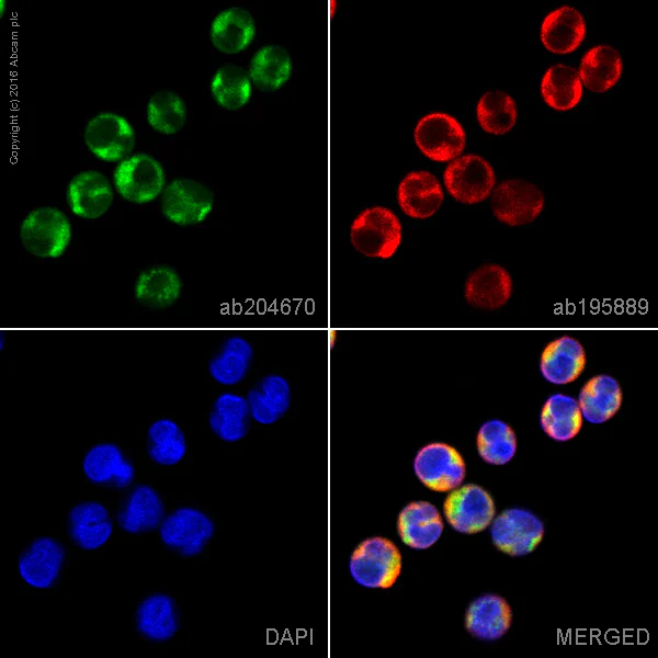 Immunocytochemistry/ Immunofluorescence - Anti-Fas antibody [EPR5700] - BSA and Azide free (AB178076)