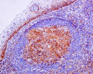 Immunohistochemistry (Formalin/PFA-fixed paraffin-embedded sections) - Anti-Fas antibody [EPR5700] - BSA and Azide free (AB178076)