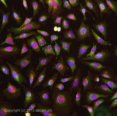 Immunocytochemistry/ Immunofluorescence - Anti-Fas Ligand antibody (AB134401)