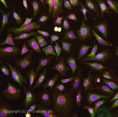 Immunocytochemistry/ Immunofluorescence - Anti-Fas Ligand antibody (AB134401)