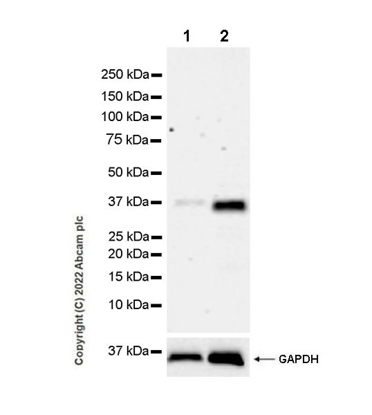Western blot - Anti-Fas Ligand antibody [EPR25843-87] (BSA and Azide free) (AB302906), expandable thumbnail