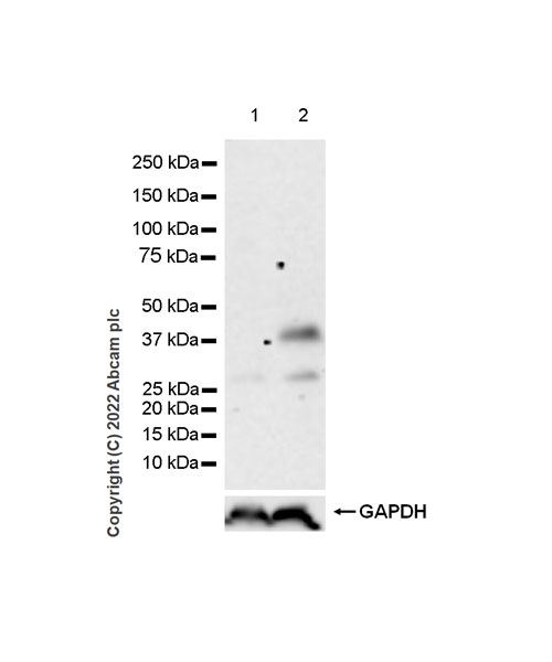 Western blot - Anti-Fas Ligand antibody [EPR25843-87] (BSA and Azide free) (AB302906), expandable thumbnail