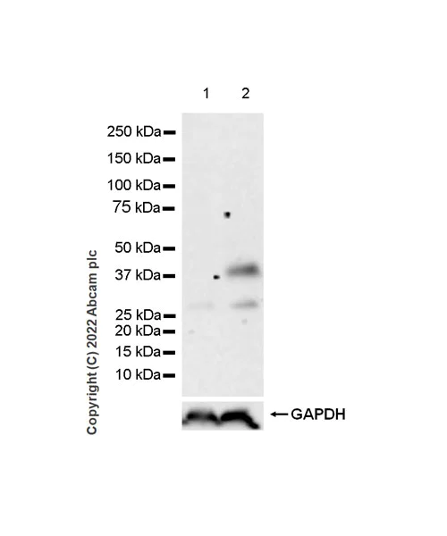Western blot - Anti-Fas Ligand antibody [EPR25843-87] (BSA and Azide free) (AB302906)