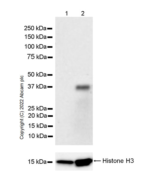 Western blot - Anti-Fas Ligand antibody [G247-4] (AB303666), expandable thumbnail