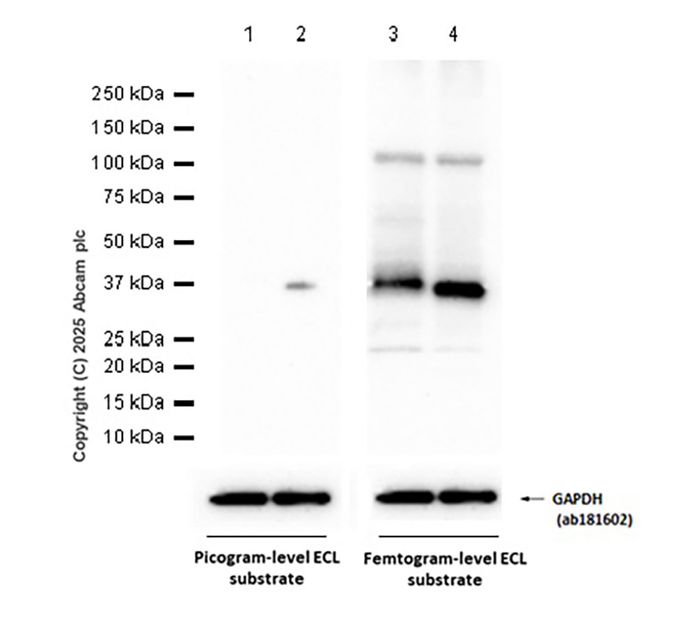 Western blot - Anti-Fas Ligand antibody [G247-4] (AB303666), expandable thumbnail