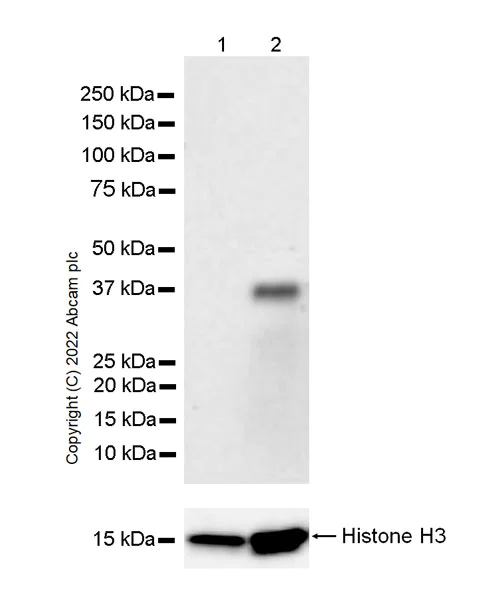Western blot - Anti-Fas Ligand antibody [G247-4] - BSA and Azide Free (AB303667)