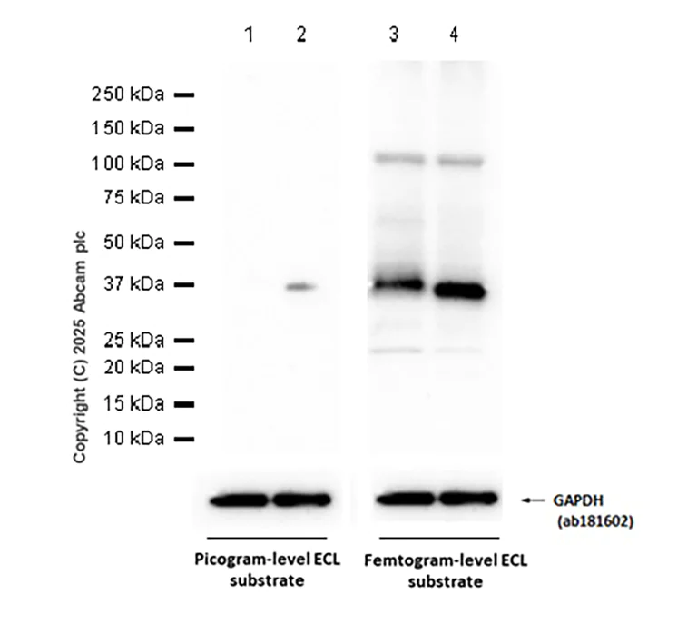 Western blot - Anti-Fas Ligand antibody [G247-4] - BSA and Azide Free (AB303667)