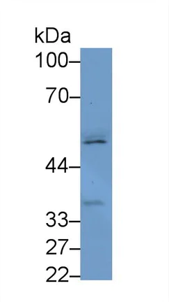Western blot - Anti-Fascin 2 antibody (AB232768)