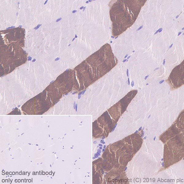 Anti-Fast Myosin Skeletal Heavy chain + MYH4 antibody [EPR22880-64]