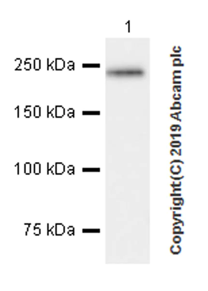 Western blot - Anti-Fast Myosin Skeletal Heavy chain + MYH4 antibody [EPR22880-64] (AB221149)
