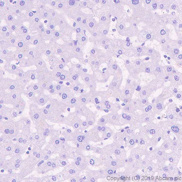 Immunohistochemistry (Formalin/PFA-fixed paraffin-embedded sections) - Anti-Fast Myosin Skeletal Heavy chain + MYH4 antibody [EPR22880-64] - BSA and Azide free (AB255685)