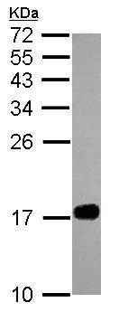Western blot - Anti-fast skeletal Myosin antibody (AB228727)