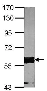 Western blot - Anti-FASTK antibody (AB97544)