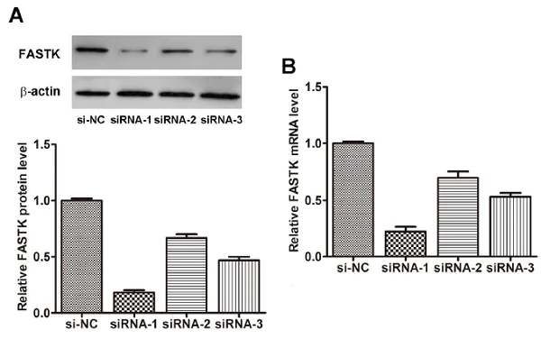 Western blot - Anti-FASTK antibody (AB97544)