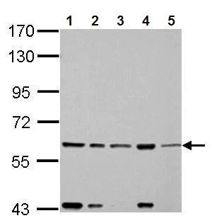 Western blot - Anti-FASTK antibody (AB97544)